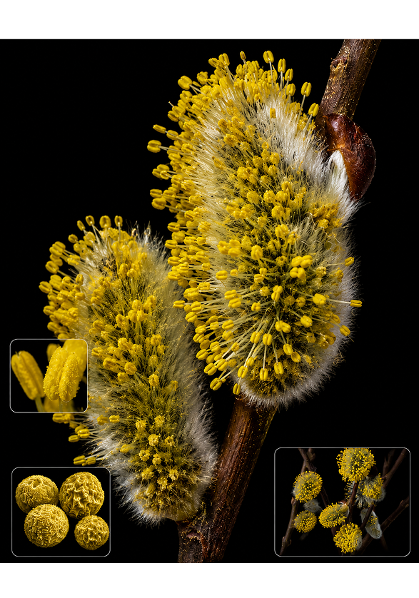 Close-up of a blooming willow branch.